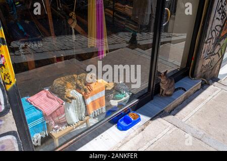 Un chat espace au soleil derrière la fenêtre Afficher qu'un autre attend à la porte pour entrer dans un magasin à Istanbul. Banque D'Images