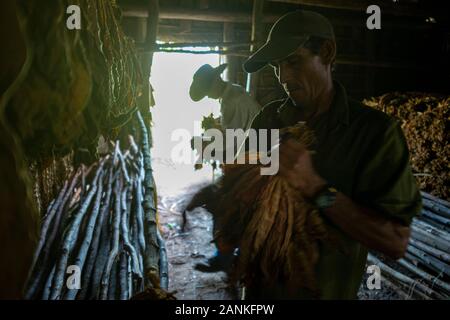 Le tabac. El cayuco, Pinar del Río, Cuba. Banque D'Images