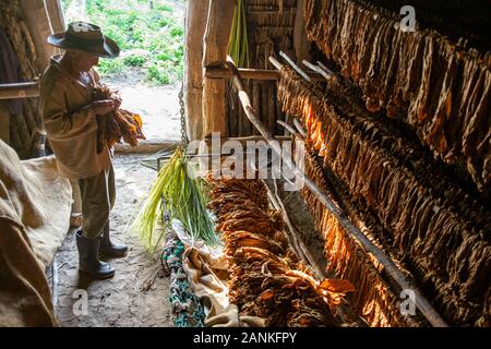 Le tabac. El cayuco, Pinar del Río, Cuba. Banque D'Images