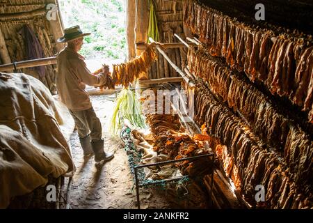 Le tabac. El cayuco, Pinar del Río, Cuba. Banque D'Images