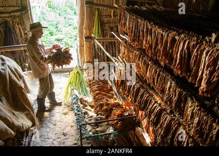 Le tabac. El cayuco, Pinar del Río, Cuba. Banque D'Images