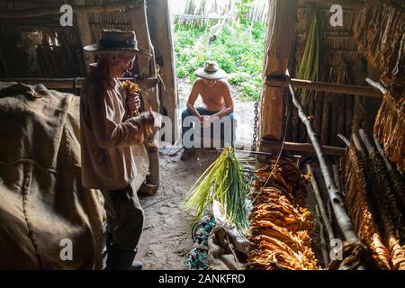 Le tabac. El cayuco, Pinar del Río, Cuba. Banque D'Images