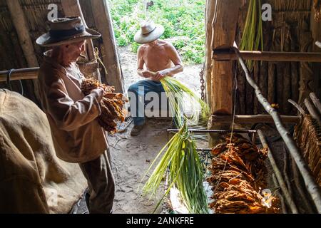 Le tabac. El cayuco, Pinar del Río, Cuba. Banque D'Images