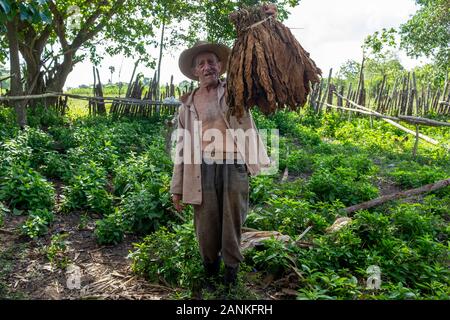 Le tabac. El cayuco, Pinar del Río, Cuba. Banque D'Images