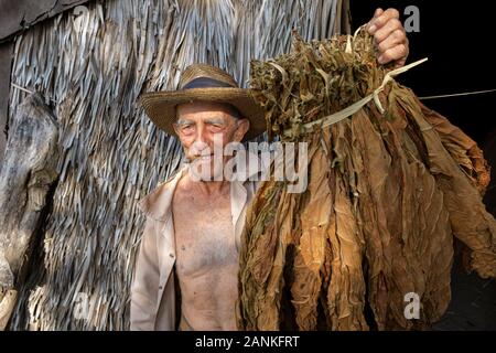Le tabac. El cayuco, Pinar del Río, Cuba. Banque D'Images