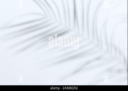 Les feuilles des plantes naturelles ombre sur fond blanc Banque D'Images