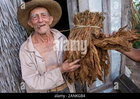 Le tabac. El cayuco, Pinar del Río, Cuba. Banque D'Images