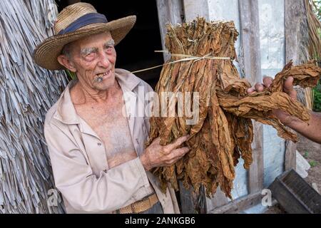 Le tabac. El cayuco, Pinar del Río, Cuba. Banque D'Images