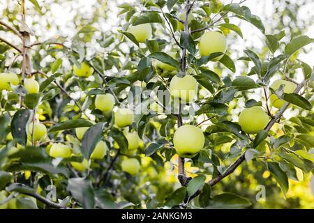Magnifique pomme verte savoureuse sur branche de pommier dans verger. Récolte d'automne dans le jardin à l'extérieur. Village, style rustique. Photo de stock. Banque D'Images