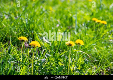 Fleurs de pissenlit jaune dans la grande herbe verte. printemps nature fond sur une journée ensoleillée. Banque D'Images