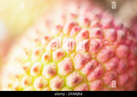 Macro Close-up de litchi fruits tropicaux la peau. Banque D'Images