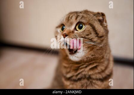 Scottish Fold Tabby cat avec la bouche ouverte et la langue de l'attente d'alimentation. Chat en bonne santé l'alimentation Banque D'Images