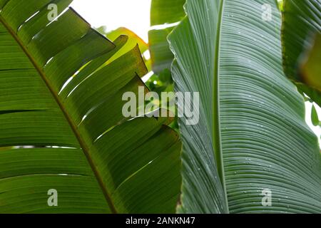 Détails de Ravenala madagascariensis, arbre du voyageur ou palmier du voyageur, Seychelles, Océan Indien Banque D'Images