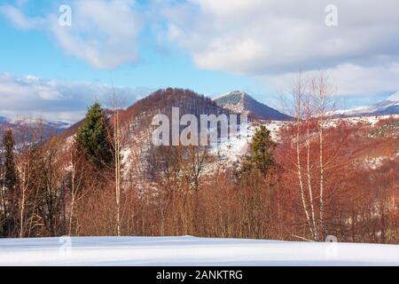 Beau paysage d'hiver dans les montagnes. après-midi décor d'Uzhanian Parc Naturel National, l'Ukraine. forêt mixte sur les pentes couvertes de neige nous dramatique. Banque D'Images