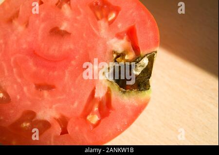 Faule Tomate - tomate pourrie Banque D'Images