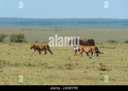 Les Lions appartenant à la double fierté de croix profitant d'une nouvelle mort dans les plaines de l'Afrique à l'intérieur de la réserve nationale de Masai Mara pendant un safari sauvage Banque D'Images