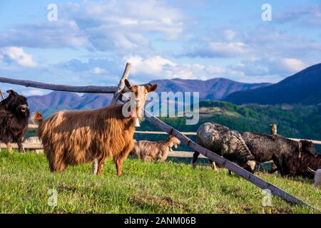 Troupeau de chèvres sur la prairie alpine au printemps. beau paysage rural dans la lumière du soir. crête de montagne au loin. merveilleux temps ensoleillé avec f Banque D'Images