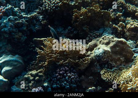 Gomphosus caeruleus sous l'eau dans l'océan de l'Égypte, sous l'eau dans l'océan de l'Égypte, gomphosus caeruleus photographie subaquatique underwater photograp Banque D'Images