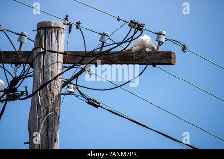 Oiseau de corella méchant sur poteau de télégraphe Banque D'Images