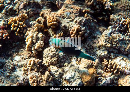 Scarus psittacus sous l'eau dans l'océan de l'Égypte, sous l'eau dans l'océan de l'Égypte, Scarus psittacus photographie sous-marine photographie sous-marine, Banque D'Images