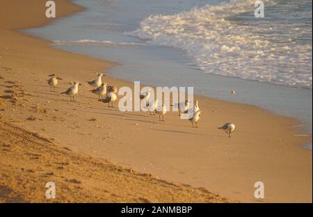 Un groupe de mouettes sur le sable à fort Lauderdale Beach, en Floride. ÉTATS-UNIS Banque D'Images