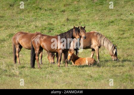 Chevaux sauvages de Kaimanawa debout sur la prairie verte dans les chaînes de montagnes Banque D'Images