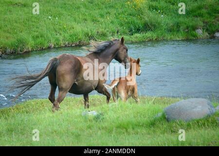 Chevaux sauvages mare et son poulain en travers de la rivière, dans les gammes de Kaimanawa, Plateau central, Nouvelle-Zélande Banque D'Images