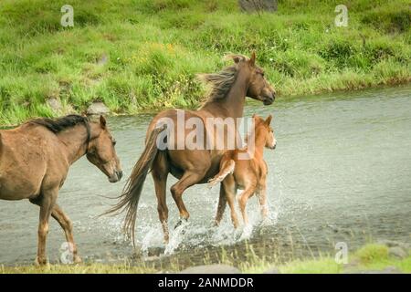 Chevaux sauvages mare et son poulain en travers de la rivière, dans les gammes de Kaimanawa, Plateau central, Nouvelle-Zélande Banque D'Images