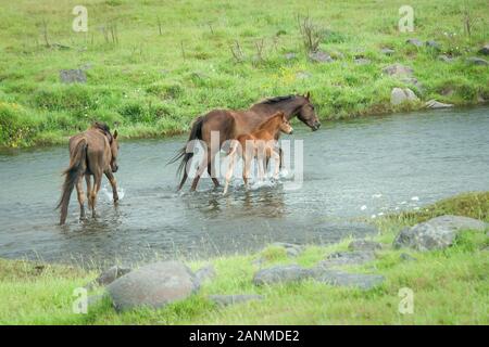 Chevaux sauvages mare et son poulain en travers de la rivière, dans les gammes de Kaimanawa, Plateau central, Nouvelle-Zélande Banque D'Images