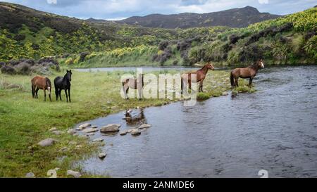 Les chevaux sauvages de la rivière dans la chaîne de montagnes de Kaimanawa avec lupin jaune fleurs, plateau central, Nouvelle-Zélande Banque D'Images