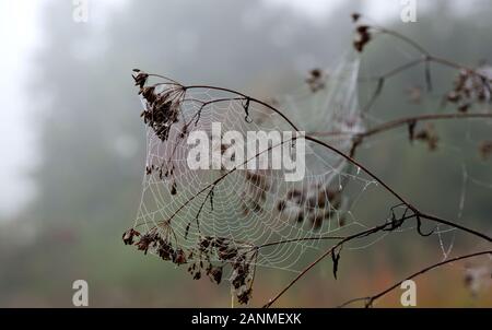 Humeur d'automne avec branches sèches sur lequel accrocher d'araignée, qui sont pleins de gouttes d'eau, en face d'un paysage brumeux à l'extérieur par temps nuageux Banque D'Images