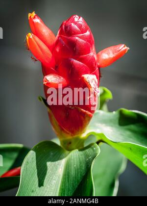 La Thaïlande. Costus barbatus, également connu sous le nom de spiral, le gingembre est une plante vivace avec une inflorescence rouge. C'est l'un des plus communément cultivées Costu Banque D'Images