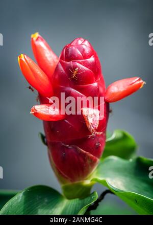 La Thaïlande. Costus barbatus, également connu sous le nom de spiral, le gingembre est une plante vivace avec une inflorescence rouge. C'est l'un des plus communément cultivées Costu Banque D'Images