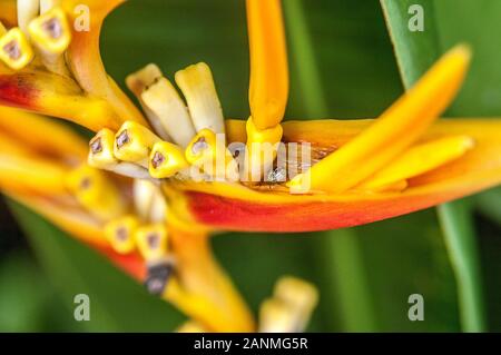 La Thaïlande, Pattaya, Madame Nong Nooch Tropical Garden. Heliconia caribaea fleurs. Bug dans un pétale de fleur mauve. Banque D'Images