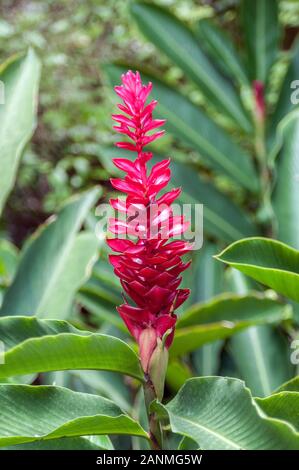 La Thaïlande. Costus barbatus, également connu sous le nom de spiral, le gingembre est une plante vivace avec une inflorescence rouge. C'est l'un des plus communément cultivées Costu Banque D'Images