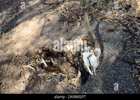 Restes d'une chèvre sauvage mort, Australie du Sud, Australie Banque D'Images