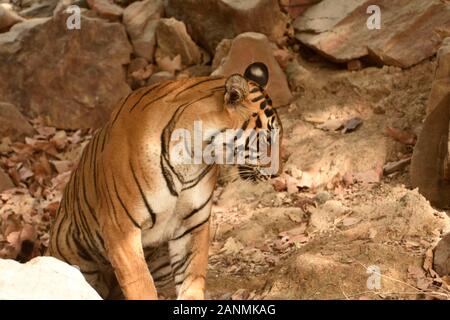 Un tigre royal du bengale féminin dans l'habitat de la nature assis et se reposant pendant la soirée Banque D'Images