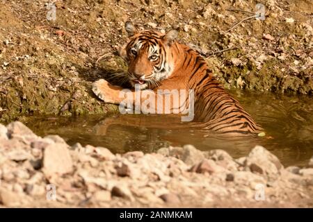 Un tigre bengal féminin reposant dans le trou d'eau et se refroidissant pendant l'été chaud Banque D'Images