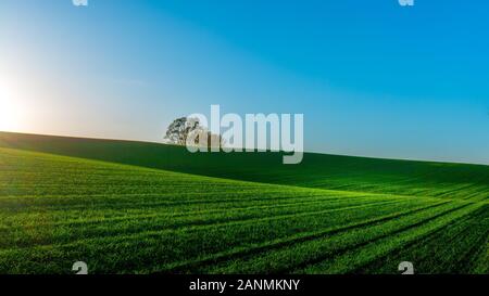 Arbre Sur Douce Seven Hill, Biei, Hokkaido, Japon Banque D'Images