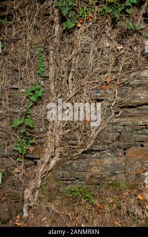 Un mur d'ardoise vert-gris est décoré de vignes et de plis iveux. Cette image a été prise en photo lors de la marche d'El Camino de Santiago en Espagne. Banque D'Images