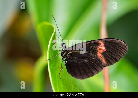 Facteur commun - Heliconius melpomene, brushfoot couleur magnifique papillon de prairies et forêts d'Amérique centrale, au Mexique. Banque D'Images
