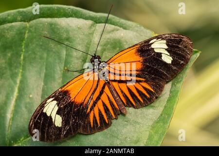 Facteur commun - Heliconius melpomene, brushfoot couleur magnifique papillon de prairies et forêts d'Amérique centrale, au Mexique. Banque D'Images
