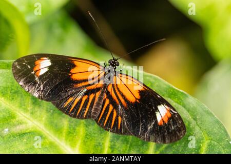Facteur commun - Heliconius melpomene, brushfoot couleur magnifique papillon de prairies et forêts d'Amérique centrale, au Mexique. Banque D'Images