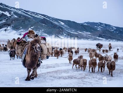 troupeau de troupeaux dans les étendues enneigées de la mongolie occidentale Banque D'Images