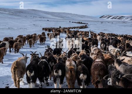 troupeau de troupeaux dans les étendues enneigées de la mongolie occidentale Banque D'Images