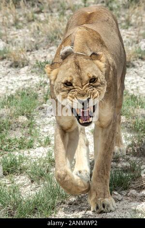 Un lion en colère grondant et baring teeth dans le parc d'Etosha Banque D'Images