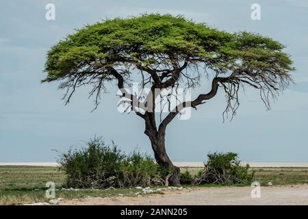 Camelthorn arbre avec d'Etosha derrière elle. Banque D'Images