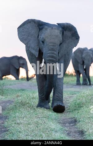 Un troupeau d'éléphants africains paissent dans les plaines de l'afrique à l'intérieur de la Réserve nationale de Masai Mara pendant un safari sauvage Banque D'Images