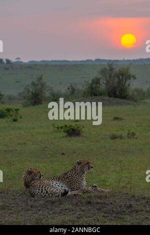 Un groupe de Cheetahs se détendant dans les plaines et le toilettage Les uns les autres à l'intérieur de la réserve nationale de Masai Mara pendant une vie sauvage safari Banque D'Images