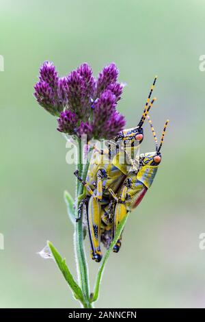 L'accouplement des sauterelles (Zonocerus elegans) sur une fleur pourpre, Drakensberg, Afrique du Sud Banque D'Images